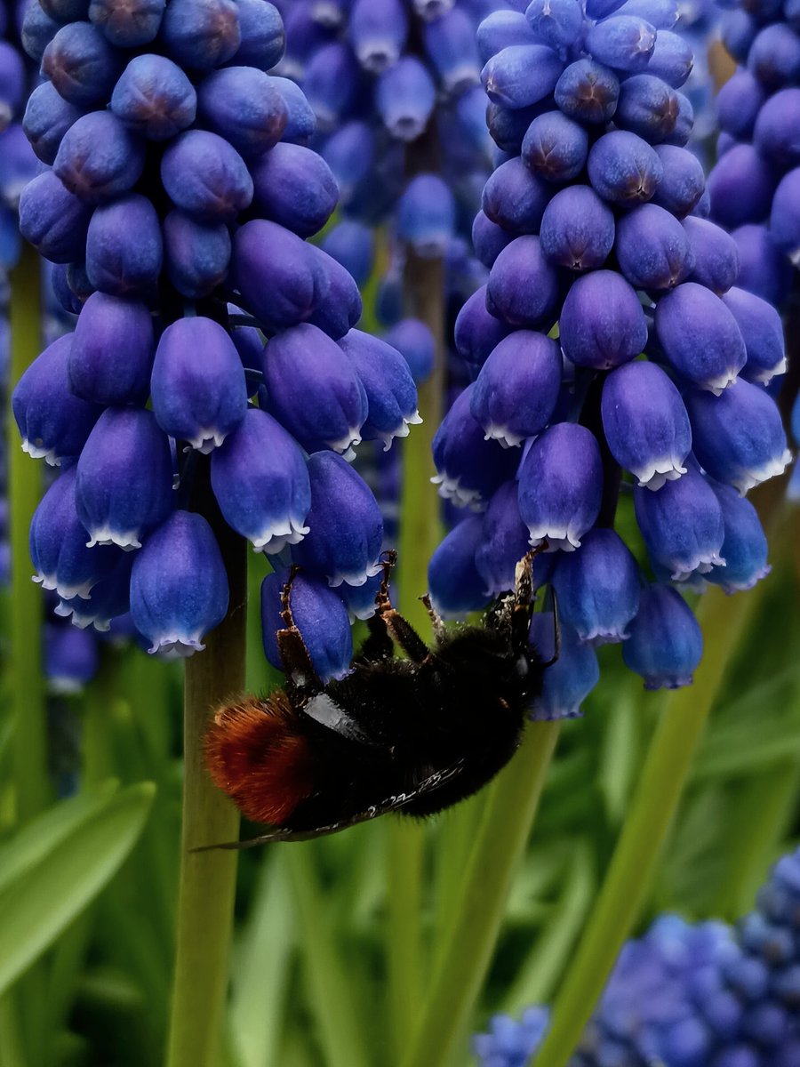 SewellLeigh's tweet image. Red tailed bumbler (Bombus lapidarius)😊

#thursdaymorning #insectthursday #insects #nature #naturephotography #naturelovers