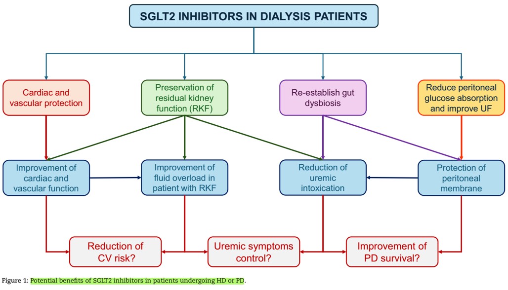Doctor_Stewie's tweet image. iSGLT2 en diálisis 🧐
#MedEd #Nephpearls

✔️Razonamiento: mecanismos pleotropicos &amp;gt;&amp;gt; ⬇️ estres oxidativo e inflamación y fibrosis renal, ⬆️ disponibilidad de ON
✔️👇🏼✍️🏽 potenciales beneficios
✔️Esperar RCT 🔜 para confirmar/validar posibles beneficios 

Minutolo et al. CKJ. 2025