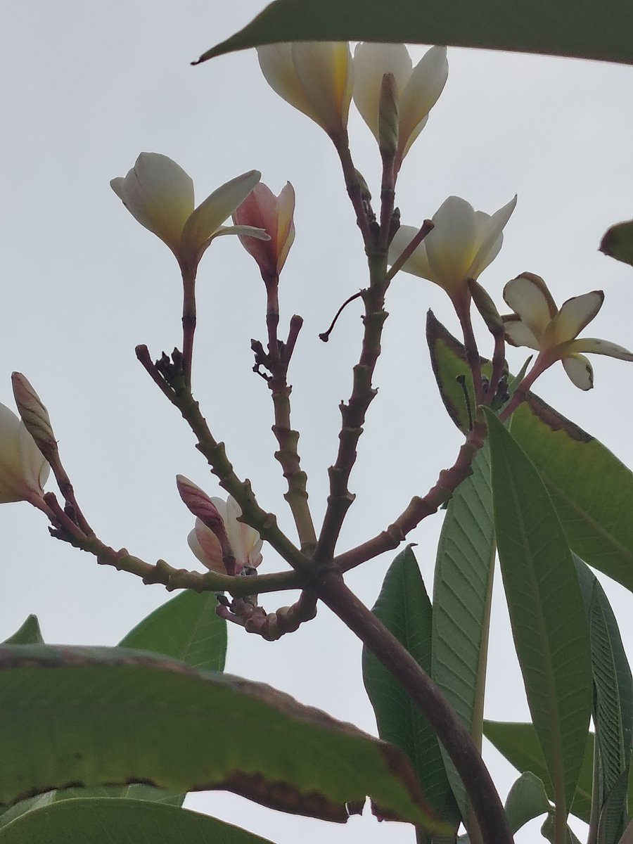 رُميساء. tweet media