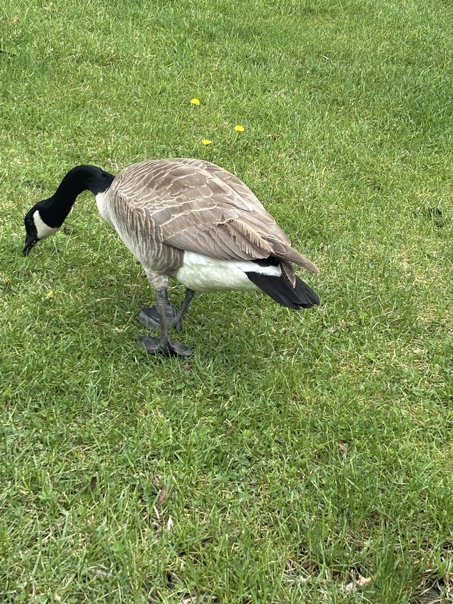 lain ౨ৎ tweet media