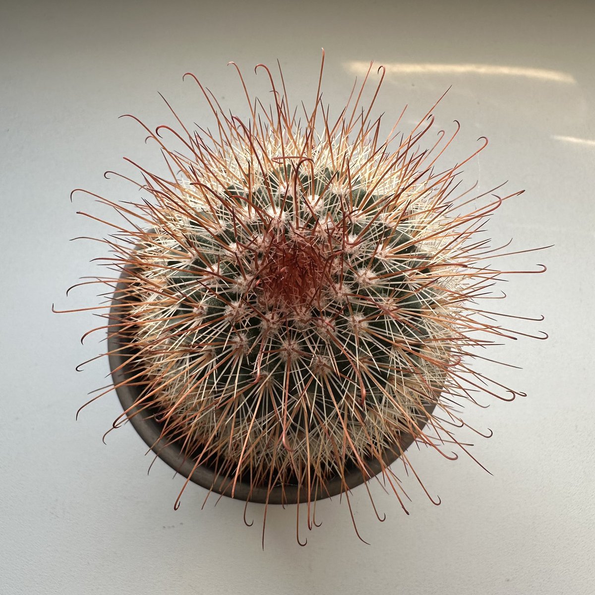 Sammy 🐯🍊🍓| ⋆˚✿🔥𐙚⋆˚ ENHYPEN IS 7 tweet media