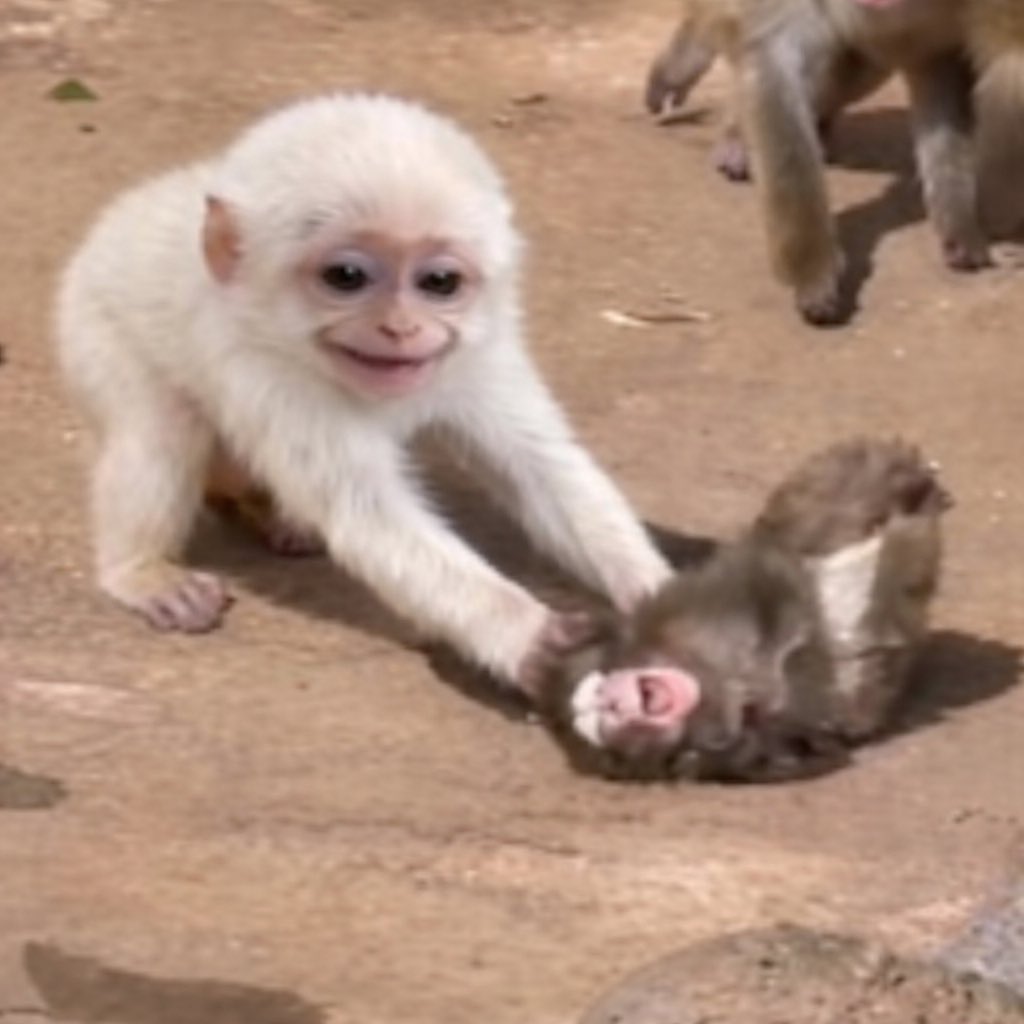 aryan monkey tweet media