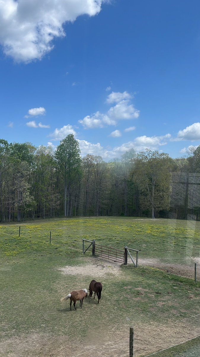 Carcassed tweet media