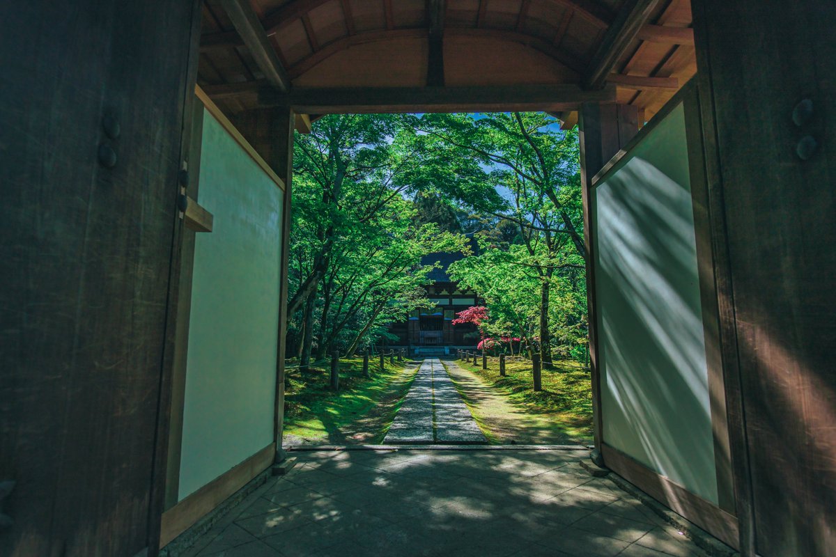 mijiaomo's tweet photo. 古都から脱出してちょっと一休み
#酬恩庵 #一休寺 #青椛 #蒼椛 #初夏 #京田辺 #japan #ikyuji https://t.co/0VhXkgEqWk