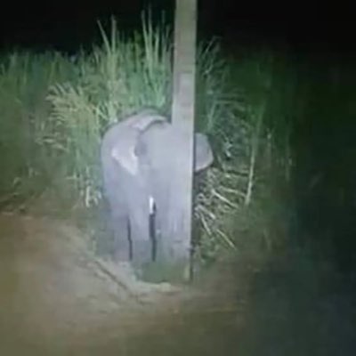 Hollow Shads tweet media