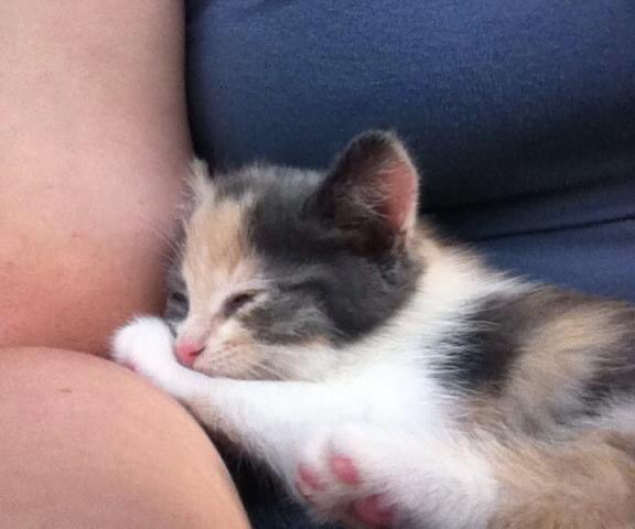 habitual line-stepper tweet media