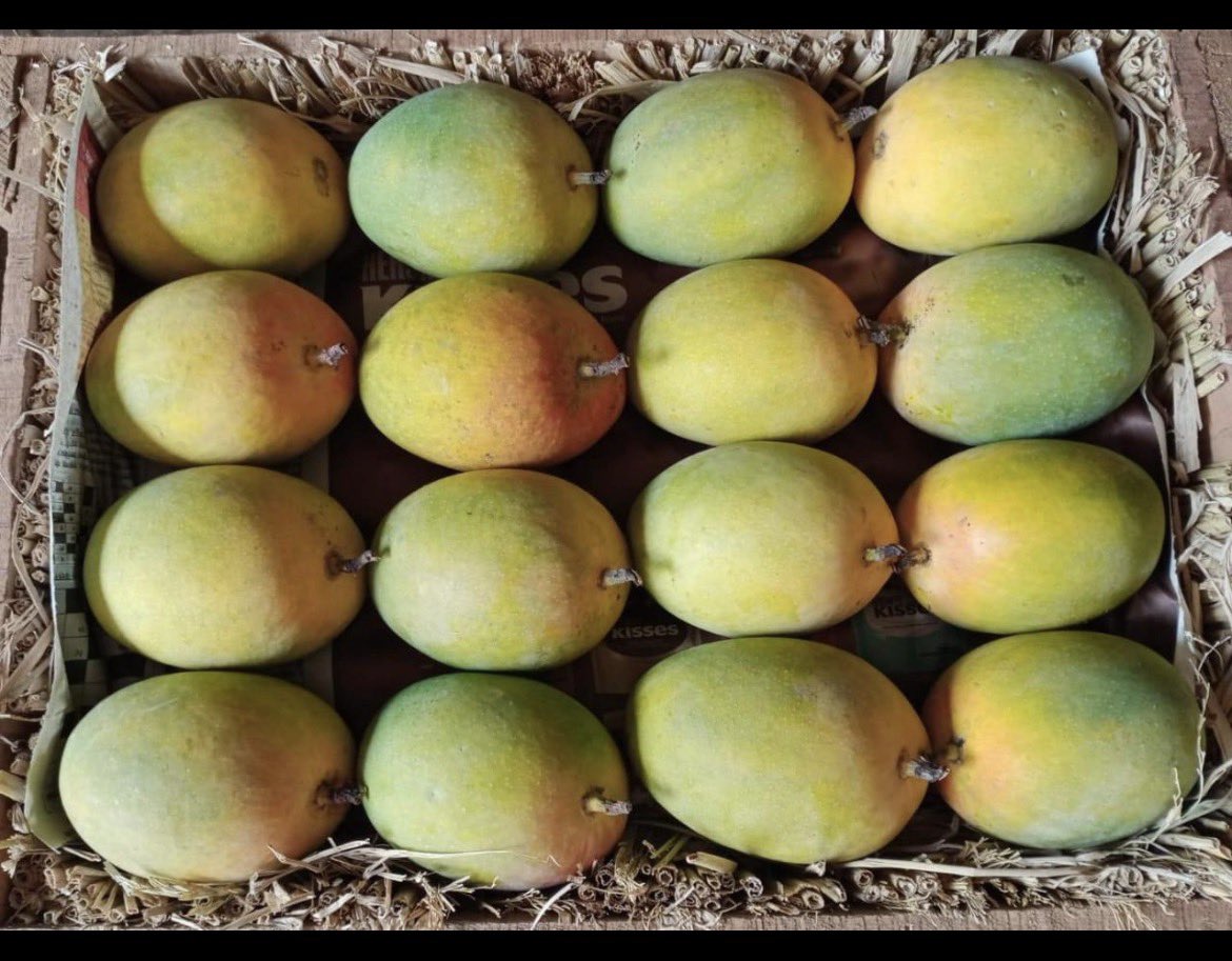 ProfitPunch's tweet photo. #Alphonso gets all the hype for price and prestige, but when it comes to real sweetness and satisfying flavour, classics like #Langda and #Dasheri still hold their ground. Generations grew up on them for a reason. Not all greatness needs branding. https://t.co/YDcj7ymebH