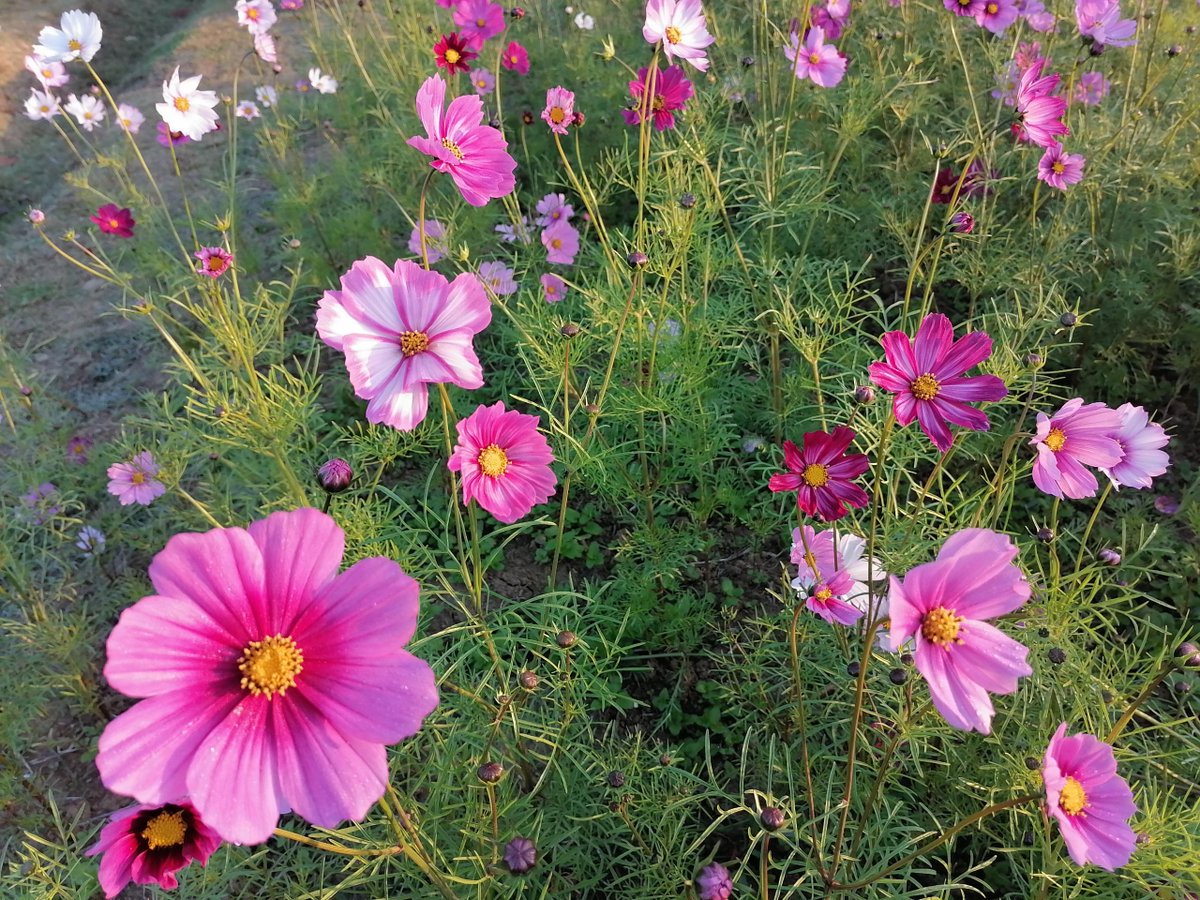 Angry Brown Woman tweet media