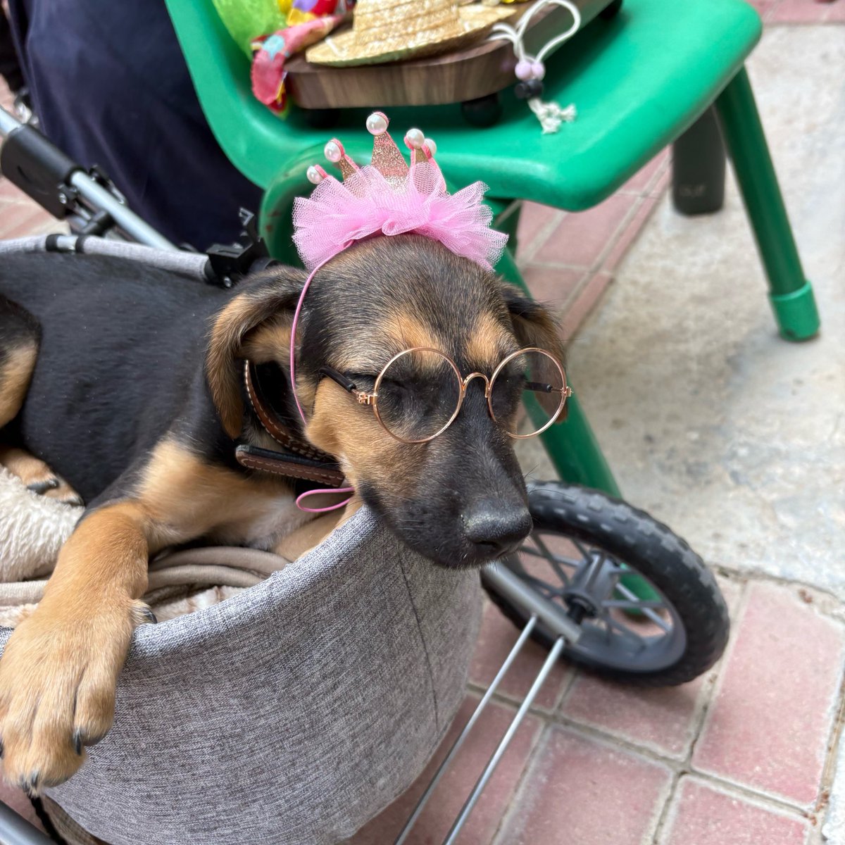 why it's not pet day everyday