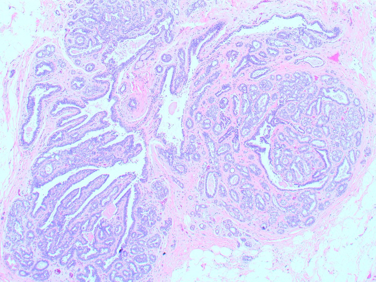 USA Health Pathology tweet media