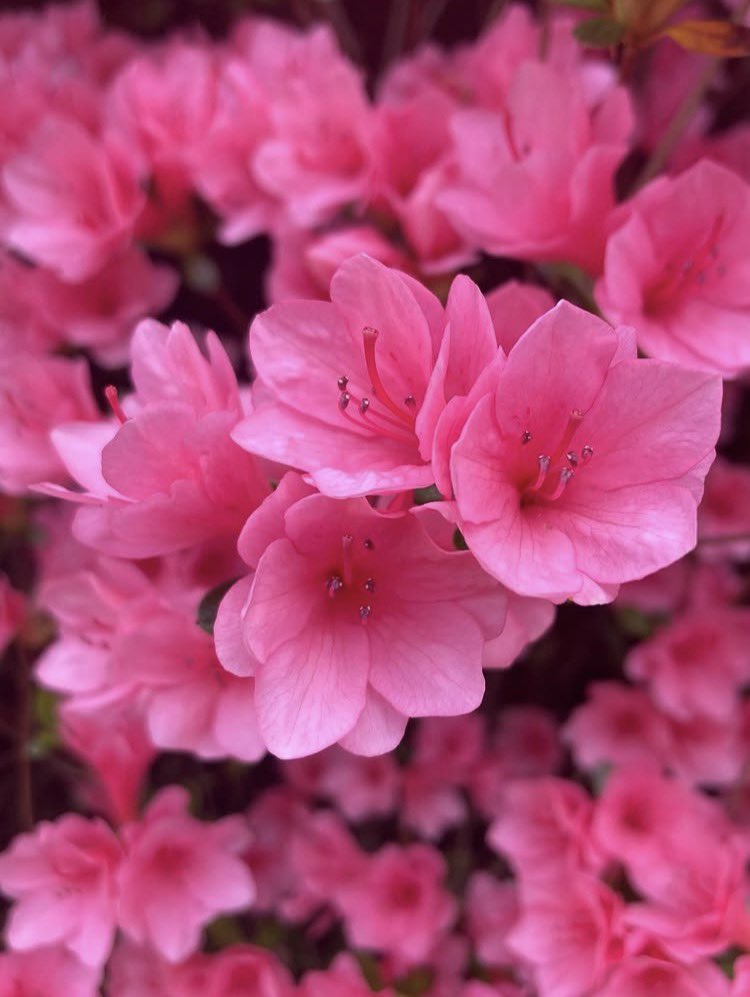 MHJGardenDesign's tweet image. It's such a delight to see the #azalea blooming #inthegarden! 🌸
#springflowers