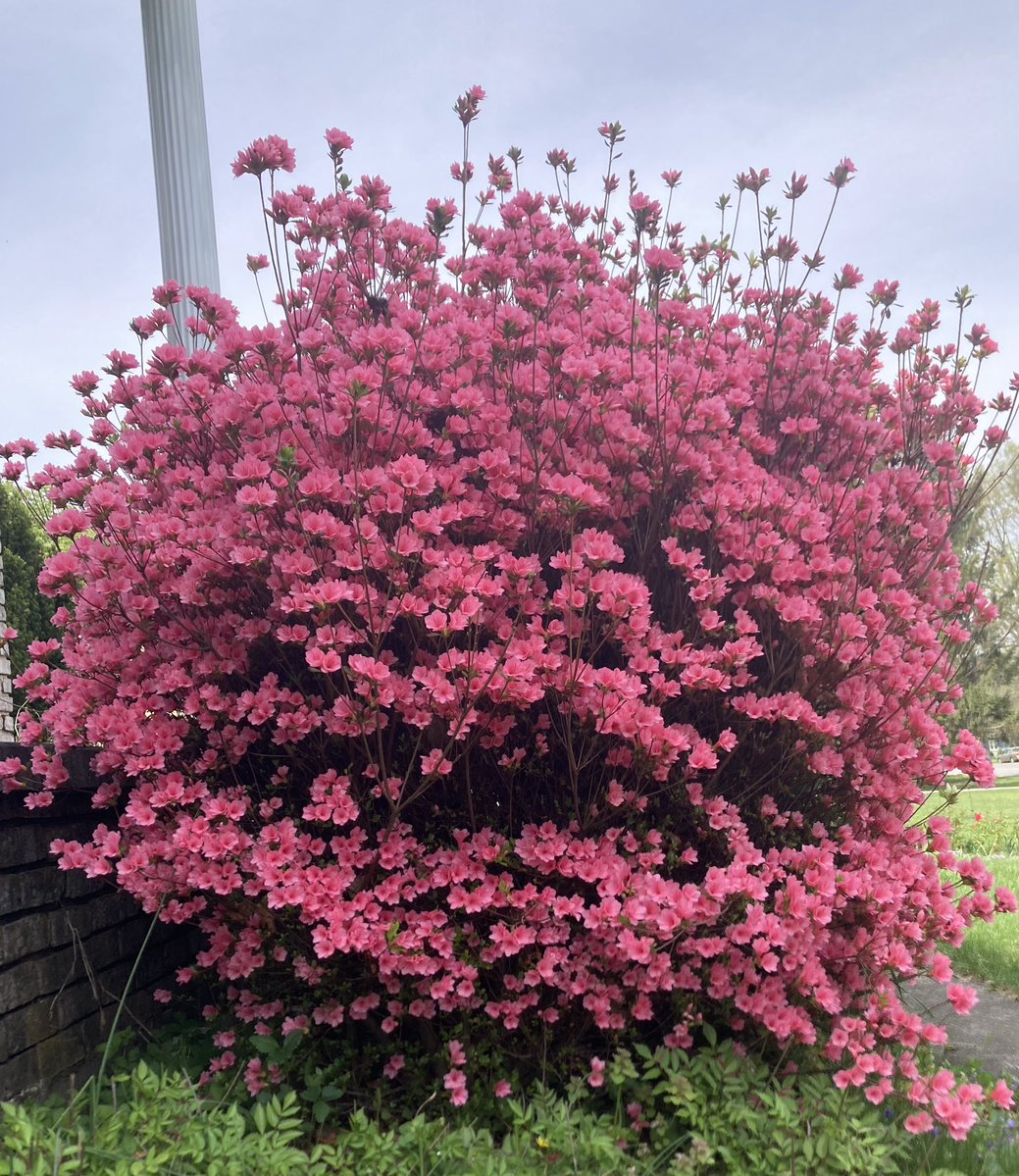 MHJGardenDesign's tweet image. It's such a delight to see the #azalea blooming #inthegarden! 🌸
#springflowers