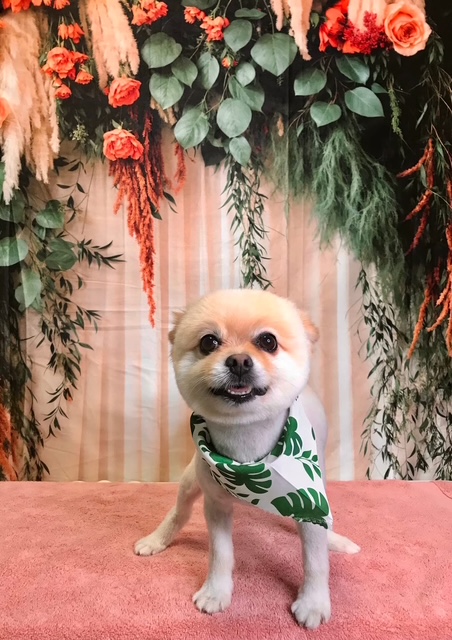 StyleNPups's tweet image. Style N Pups of Jensen Beach, Your Top choice for Dog Grooming! #stylenpups #veteranownedbusiness #DogsofTwittter #DogsOnTwitter #jensenbeach #treasurecoast #Dog #TREASURECOAST #dogs #jensenbeach #martincounty #dogsarelove #dogsonx #PuppyLove #PuppyLovers