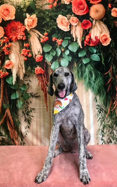 StyleNPups's tweet image. Style N Pups of Jensen Beach, Your Top choice for Dog Grooming! #stylenpups #veteranownedbusiness #DogsofTwittter #DogsOnTwitter #jensenbeach #treasurecoast #Dog #TREASURECOAST #dogs #jensenbeach #martincounty #dogsarelove #dogsonx #PuppyLove #PuppyLovers