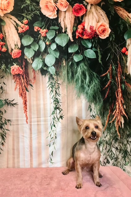 StyleNPups's tweet image. Style N Pups of Jensen Beach, Your Top choice for Dog Grooming! #stylenpups #veteranownedbusiness #DogsofTwittter #DogsOnTwitter #jensenbeach #treasurecoast #Dog #TREASURECOAST #dogs #jensenbeach #martincounty #dogsarelove #dogsonx #PuppyLove #PuppyLovers