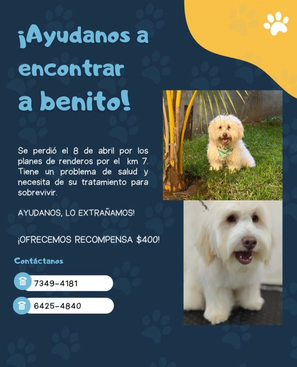 #MascotasALX #TraficoSV | SE REPORTA MASCOTA EXTRAVIADA CON URGENCIA MÉDICA. 

Se busca a Benito, extraviado desde el 8 de abril en la zona de Los Planes de Renderos, por el km 7.
El perrito tiene una condición de salud delicada y necesita de su tratamiento para sobrevivir. La