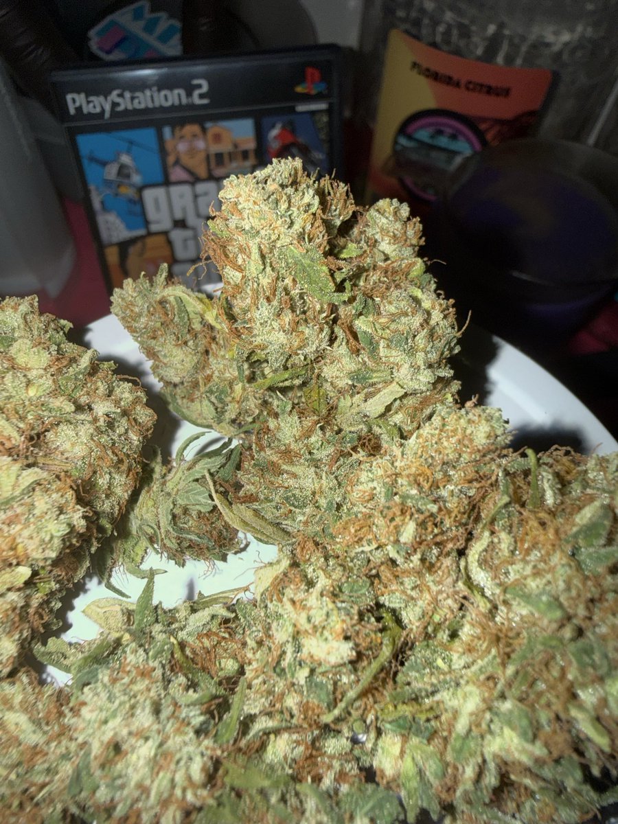 305piff's tweet photo. CATPISS: How did we do? Let us know! 
Comment, Retweet etc. Thank you 🤝🦩🇨🇺

#PURÉ #PIFF #HAZE #CubanGrown https://t.co/6cNrrhvNGh