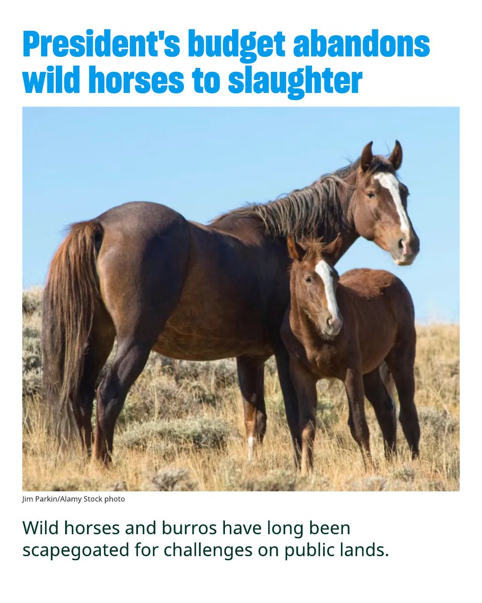 Humane World for Animals tweet media