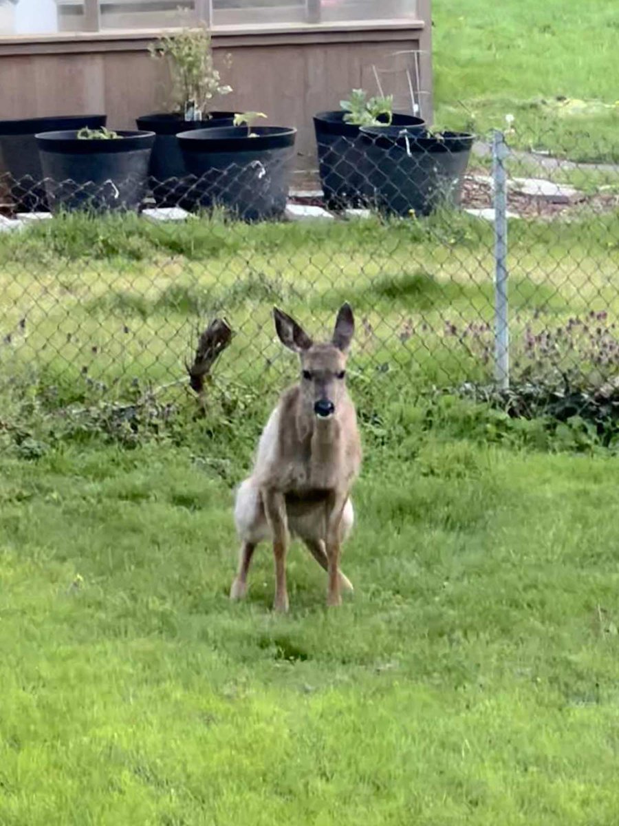 OddStuffMagazine tweet media