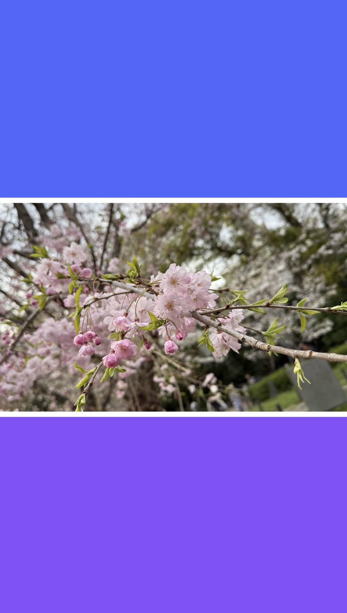 にのよ🐝💙🐈🐾👑🐝 tweet media