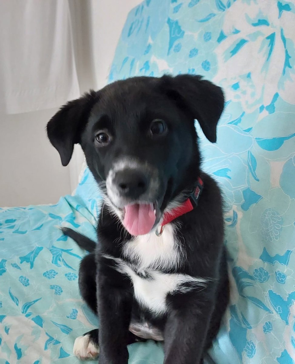 Frédéric Perrinot tweet media