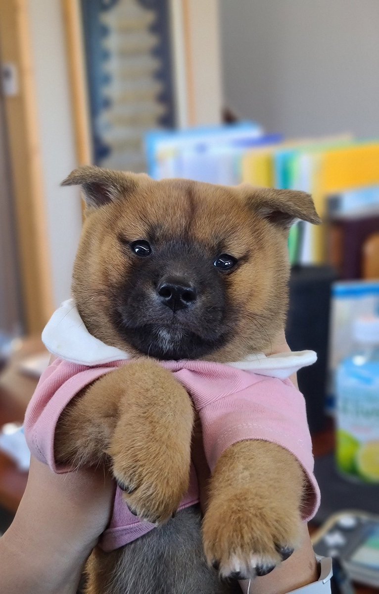 쏠티네나비랑돌비 tweet media