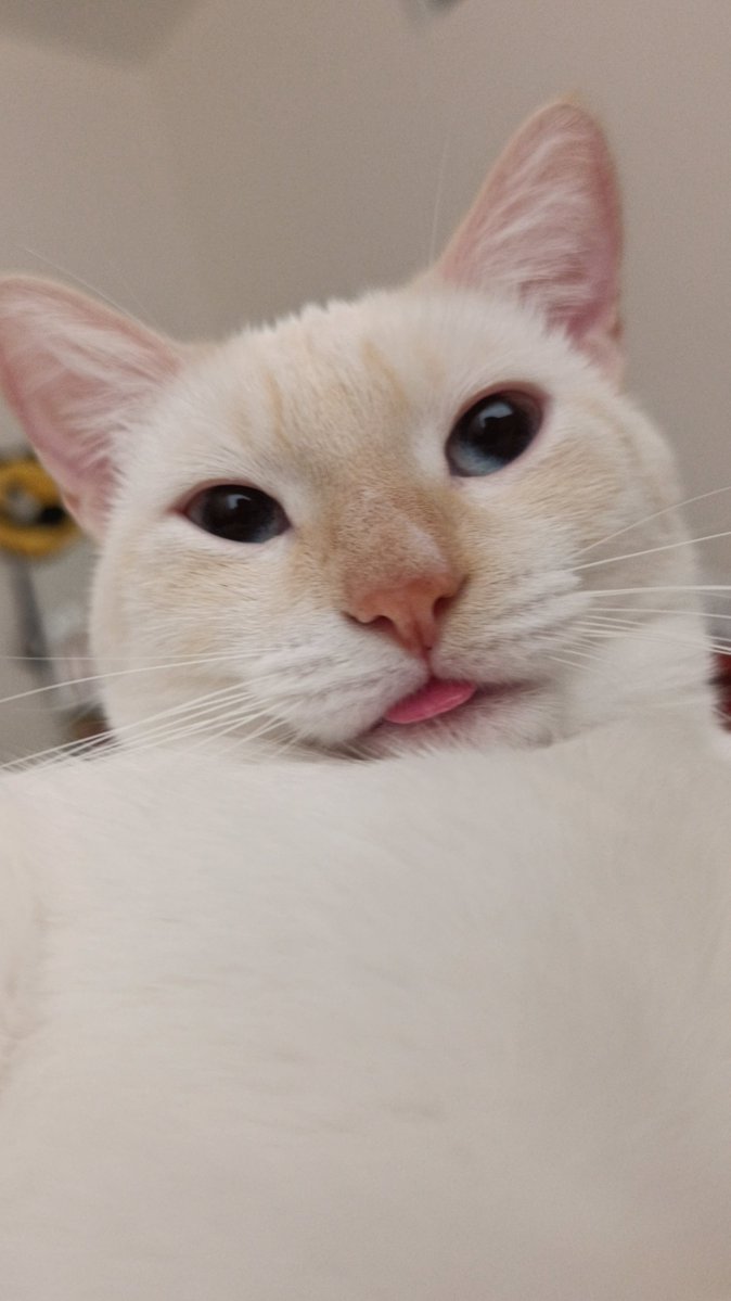 リン★リン tweet media