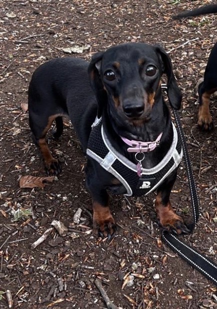 chris towers tweet media