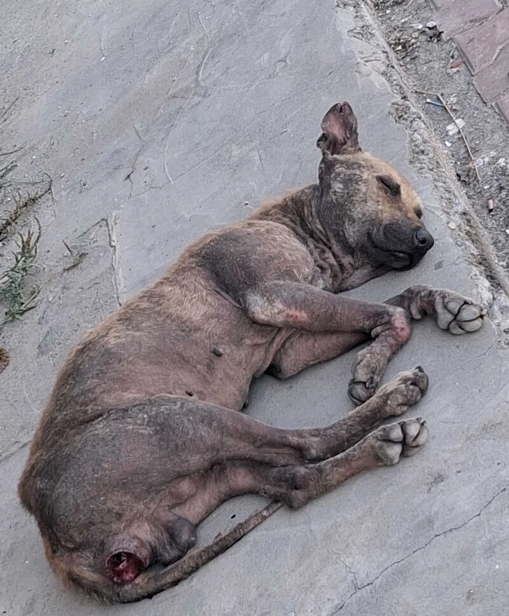 HomeStrays's tweet photo. Neo was dying on streets with severe skin disease &amp; a tumour when a kind followers saw him &amp; reached out to us to help. Sadly, Neo will be needing Chemo &amp; treatment for min 4 weeks costing £270. Please make kindness win today, drop just £10 &amp; RT to help🙏🏻
https://t.co/H2ICURy90w https://t.co/g8ydI1SC1W