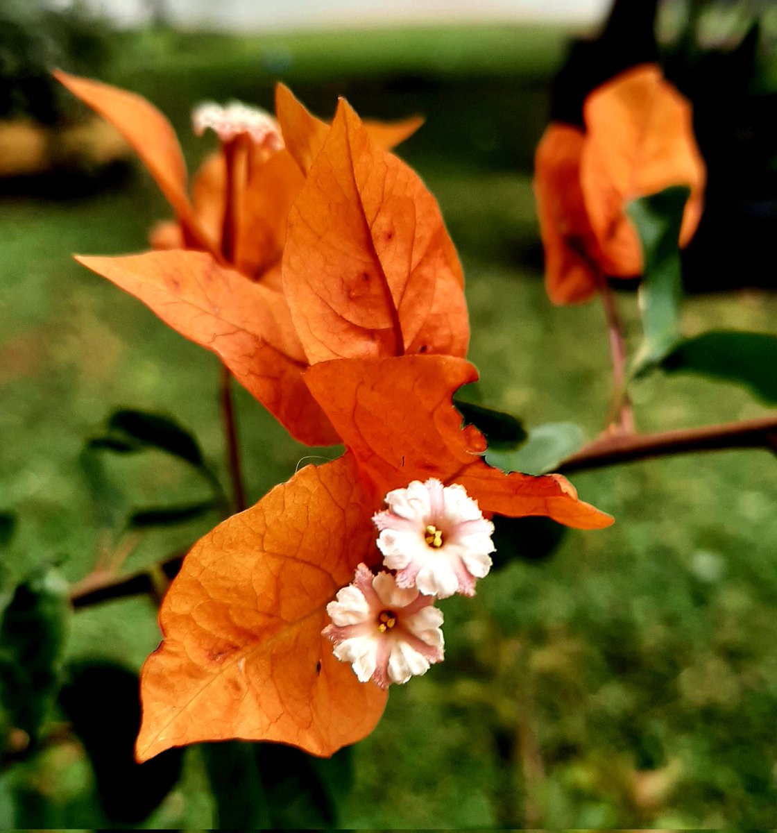 Lopezlaila1's tweet image. #Santa Rita #Buganvilla