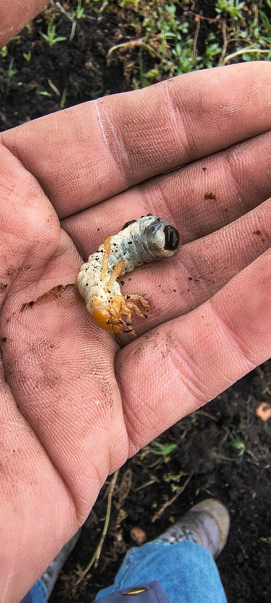 I.A Andrés P.C 🌽 tweet media