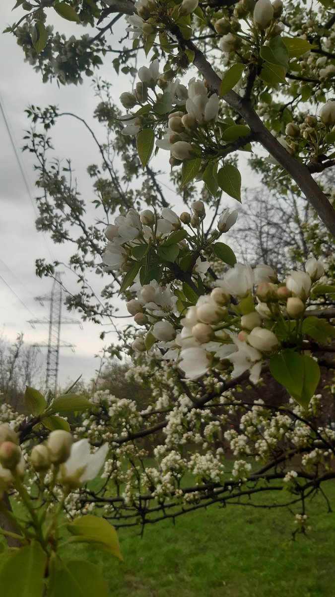 MFlowering's tweet photo. #Moscow #spring #love https://t.co/4PYoo9vbmv