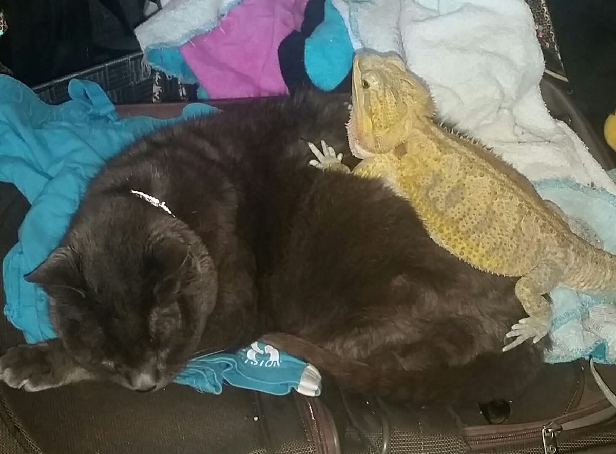 T.J. Allcot tweet media