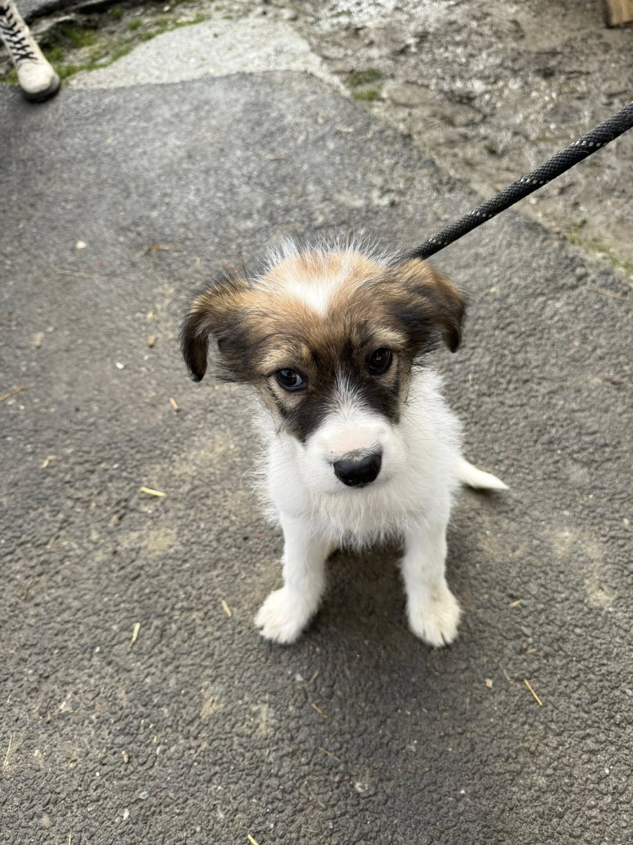 Pawprints to Freedom Rescue🐾 tweet media