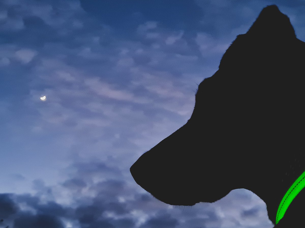 Qlimax54's tweet image. #ThrowbackThursday Inko 🐾 💙 🌈 #doberman #dogsoftwitter #France #Forever