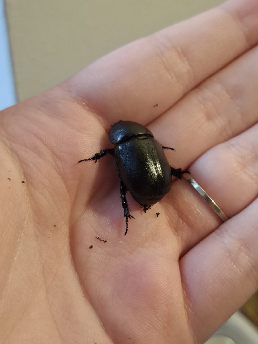 Spinzo🪲🏳️‍🌈🍉 tweet media