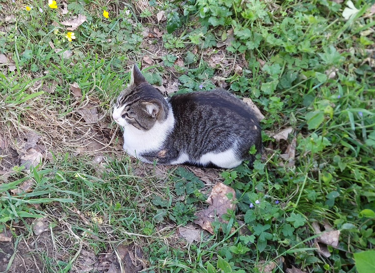 Fernando Camino tweet media