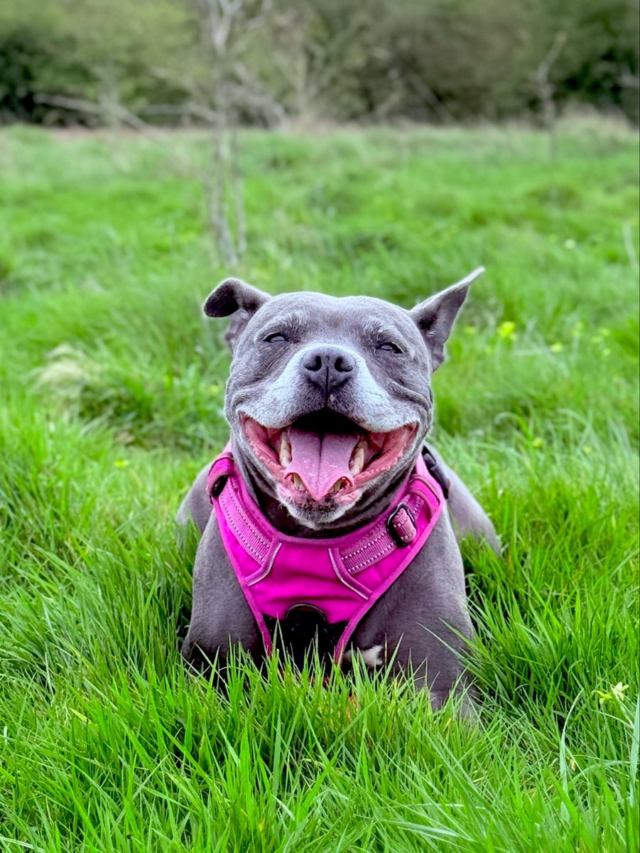 IsaMary2021's tweet image. If you need a smile, just ask, you know I’m always here 🤩💖💖 
#IsaMary #CuteDogs #Happy