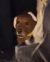 Gaga Crave 🌷 tweet media