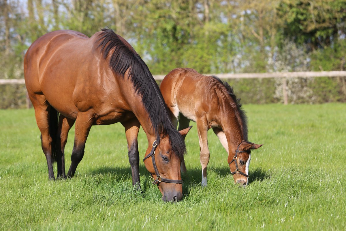 Juddmonte tweet media