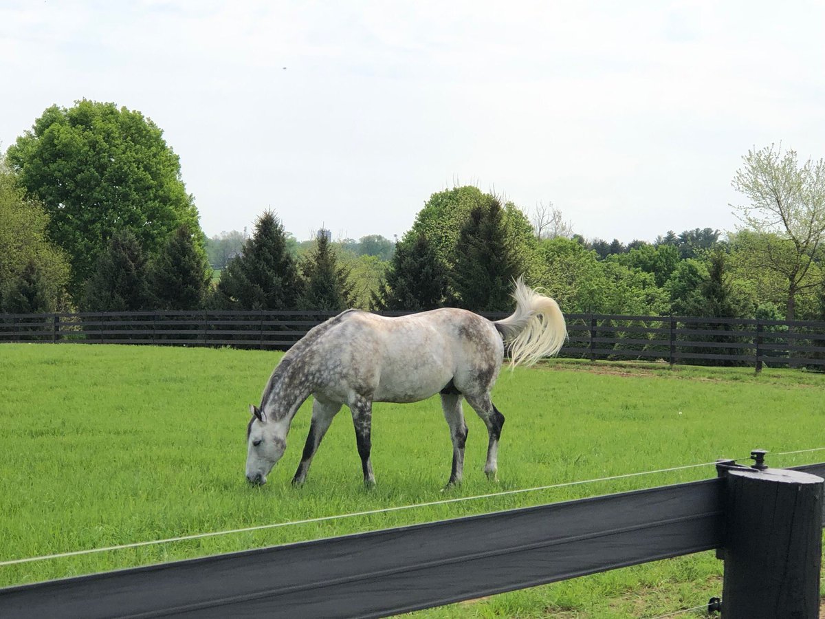Fucking algorithm! Had no idea Frosted was euthanized. These were from a tour I took of Jonabell Farm when he first got there. Had a great day with <a href="/ShesUnskippable/">Crystal Conway</a> who I also miss very much.