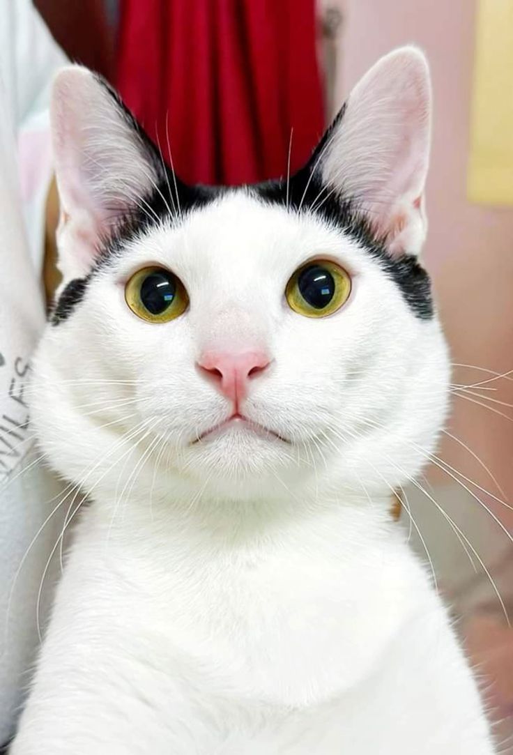 🐱🐾💕