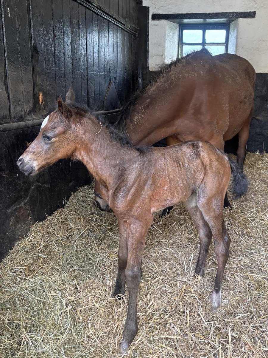 RacingMJM's tweet photo. New arrival today a smashing filly by STRADIVARIUS out of a good mare BRAZILIAN BEACH all gone well 🙏thanks to @EasterbyTim team https://t.co/zsCBbvh9dc