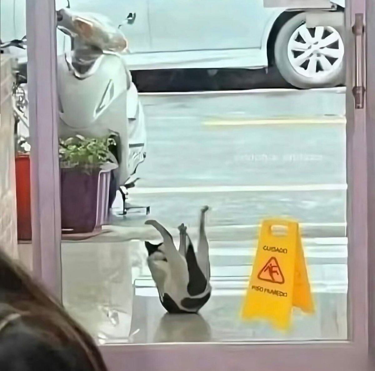 The Cats 𝕏 tweet media