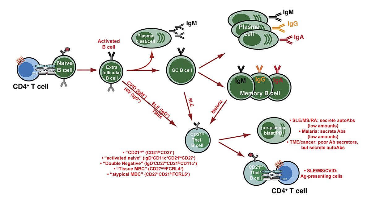 Journal of Human Immunity tweet media