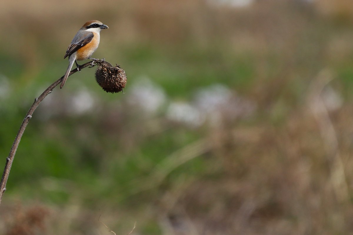 【 #モズ 】   
  オンライン会議のバーチャル背景に使う写真は、被写体が真ん中にある、いわゆる「日の丸写真」だと、人物と重なって見えなくなるので隅っこに被写体を寄せて撮るべし！   
  
#バーチャル背景
#おうちdeバードウォッチング
#日本野鳥の会ひょうご