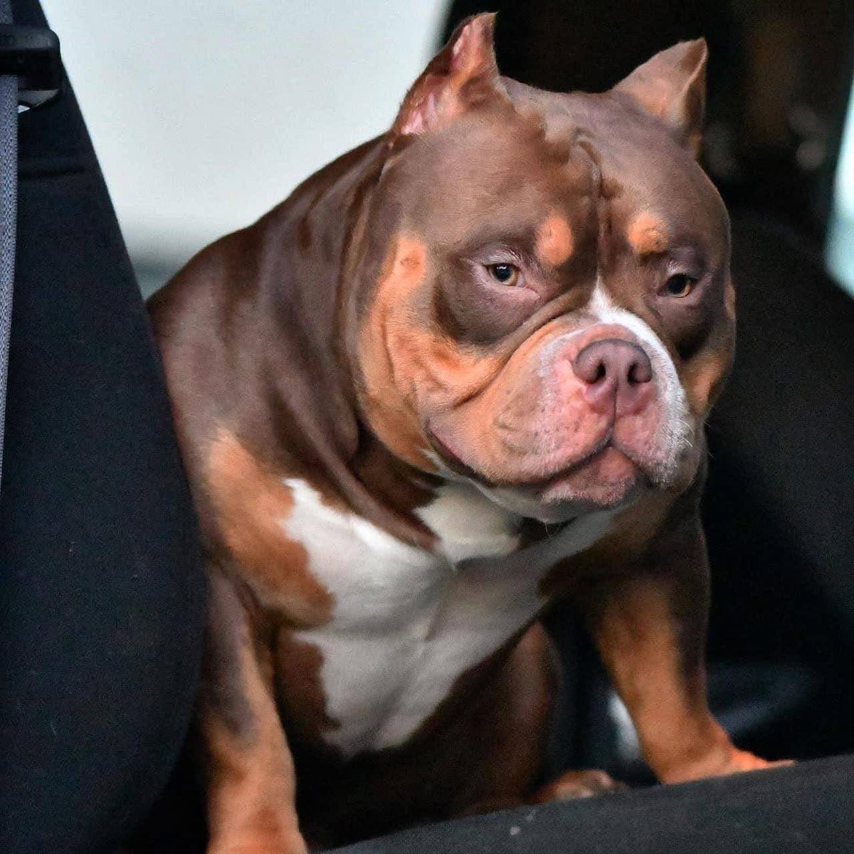 Venomline's tweet photo. 🚨 FRAUD ALERT: Systemic DMCA Abuse & Content Theft 🚨

Reporting massive digital sabotage by Southeast Bully Kennels (James Oxendine). Under Case #8793700039785, evidence confirms:

❌ Content Theft: 94%+ duplication of "The Bully Bible" & Venomline guides. 
❌ DMCA Fraud: 150+ bad-faith takedowns filed to suppress competitors (17 U.S.C. §512(f)). 
❌ Enforcement Evasion: "Whack-a-mole" tactics to relocate de-indexed content. 
❌ Review Fraud: 100+ fake reviews & sock-puppet accounts already purged by Google.

Platforms must halt this coordinated manipulation and hold this serial offender accountable for deceptive trade practices.

⚖️ Status & Demands:
• James Oxendine flagged as Serial Offender
• Escalate to Senior IP Analyst review
• Immediate freeze on enforcement against Venomline
• Account protection (whitelisting)
• Permanent suspension of SEBK accounts

Evidence: Forensic logs, metadata, copyright records
🔗 https://t.co/LUp2mzClsI

Legal Notice: Preparing TRO and civil action under 17 U.S.C. §512(f). Failure to act may constitute platform negligence.

I declare under penalty of perjury this information is accurate.

Submitted by: Legal Counsel for Matt Siebenthal
Date: April 16, 2026
