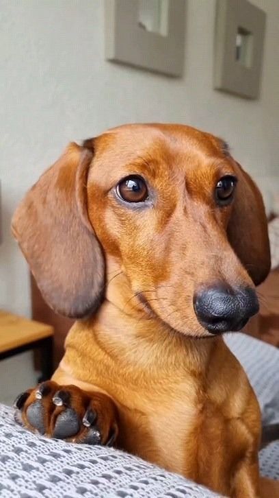 dachshundbonus's tweet image. Can you show your last photo in your phone? 😍 #dachshund #doxie #dog #puppy #cute #funny #hotdog