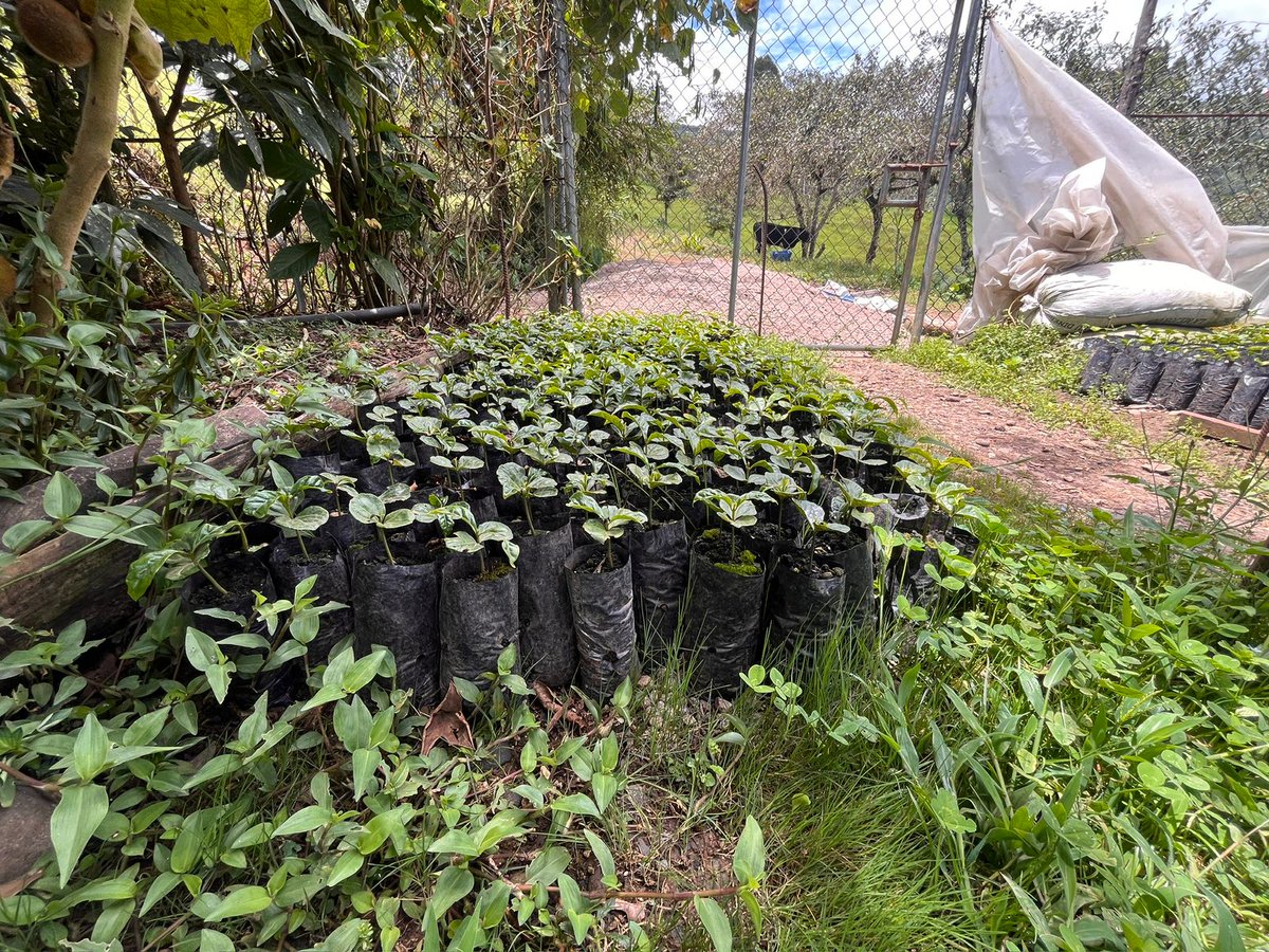 Agricultura_CZ6's tweet image. #Azuay | ☕🌱 Realizamos seguimiento y verificación del correcto uso del crédito 7x7 en 1 ha de cultivo de café nacional mejorado, en el sector Cebadillas, cantón #SantaIsabel.  

#ElNuevoEcuador