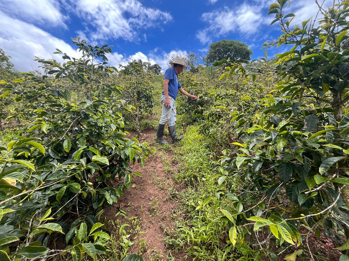 Agricultura_CZ6's tweet image. #Azuay | ☕🌱 Realizamos seguimiento y verificación del correcto uso del crédito 7x7 en 1 ha de cultivo de café nacional mejorado, en el sector Cebadillas, cantón #SantaIsabel.  

#ElNuevoEcuador